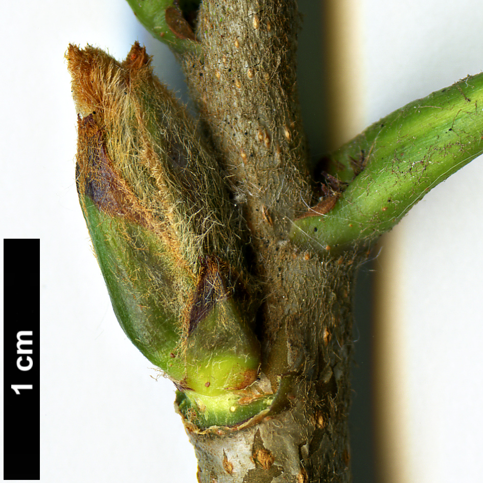 High resolution image: Family: Rosaceae - Genus: Sorbus - Taxon: aucuparia - SpeciesSub: subsp. maderensis